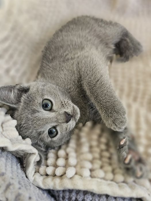 Kocurek Rosyjski Niebieski WCF