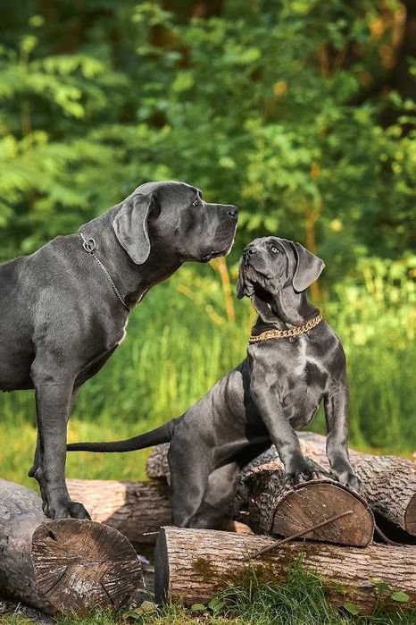 Найкращі, для гідних власників