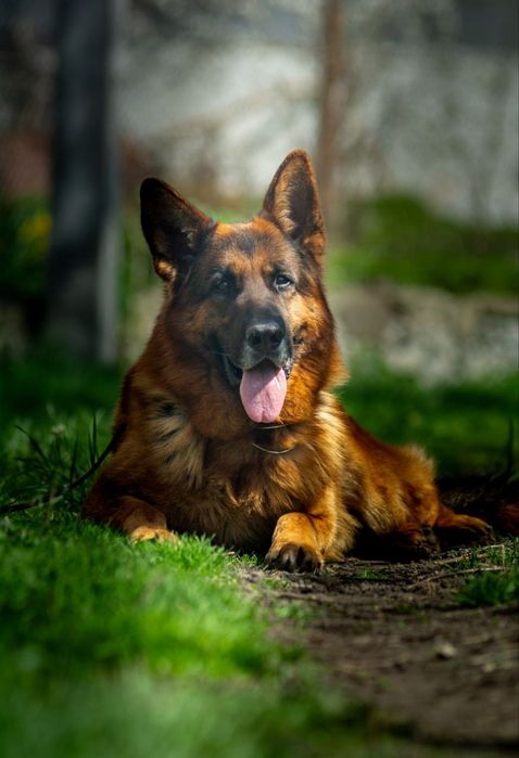 Кобель німецької вівчарки для племінного використання