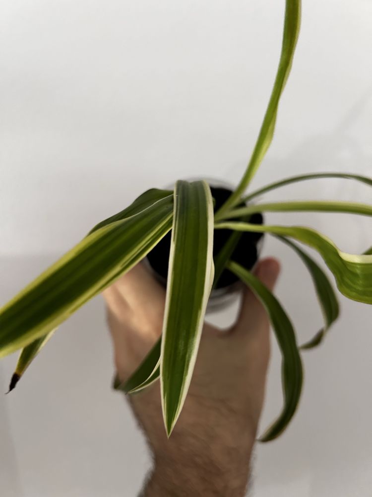 Chlorophytum comosum variegada