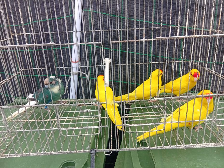 Ring necks barrabands kakariquis e red rumped