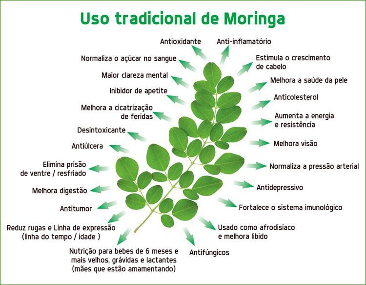 Sementes de Moringa Oleifera. Árvore da vida