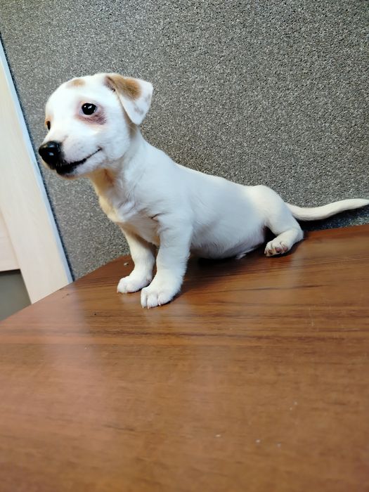 Jack Russell terrier wydam