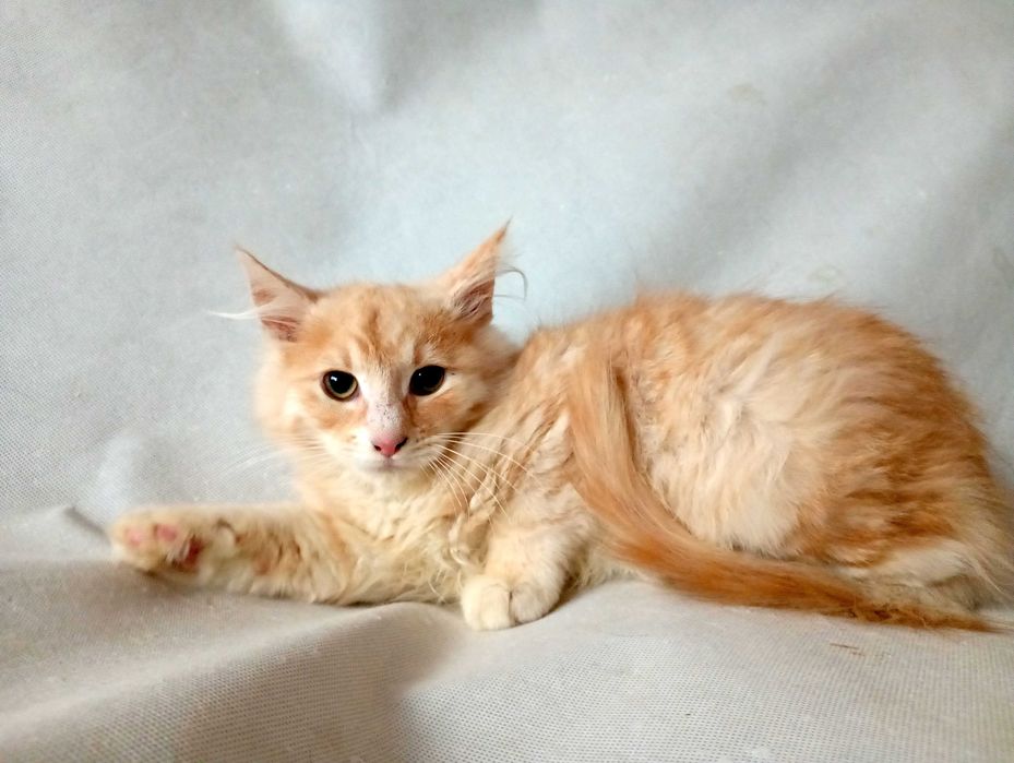 Kocurek Norweski Leśny rudy