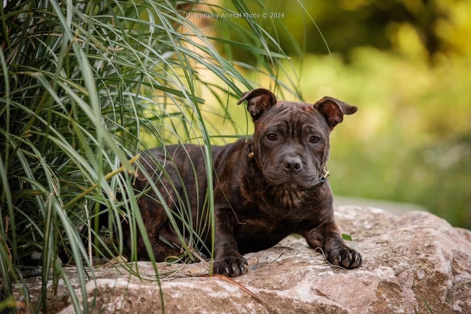 Цуценя стаффордширського бультерера