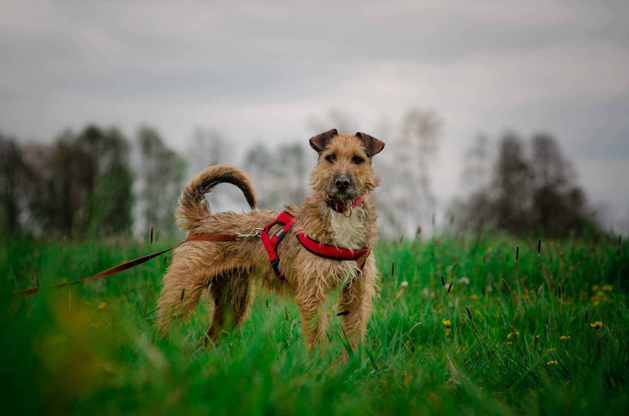 Benji psystojniak jak terier szuka domu ADOPCJA