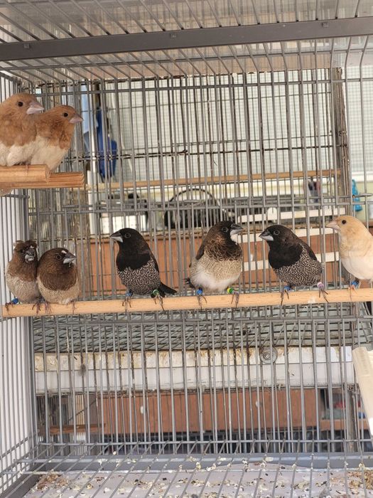 Bengalins bom preço para o lote