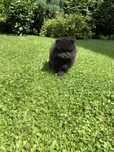 Szpic miniaturowy pomeranian czarna sunia