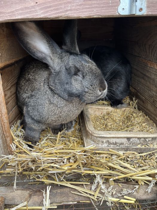 Młode króliki wiedeńskie