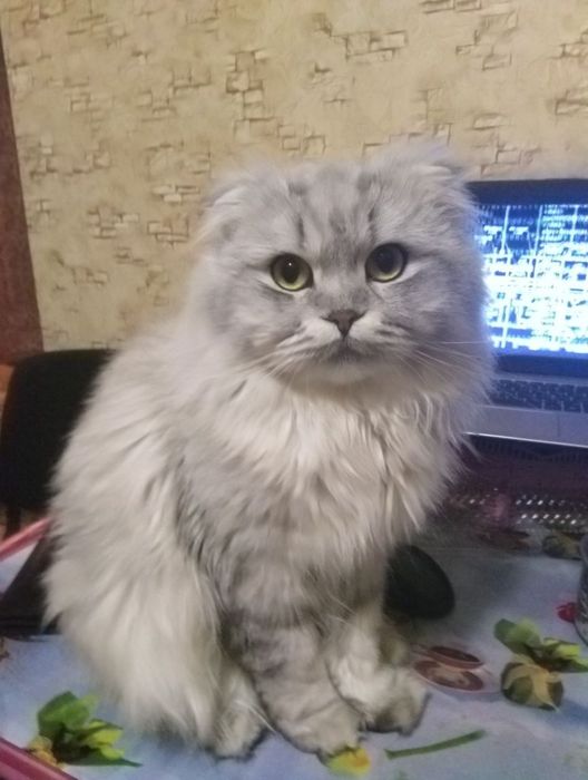 Котик приглашает на вязку.