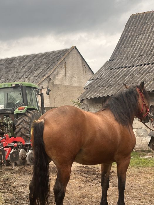 Sprzedam klacz zimnokrwista 2 letnia