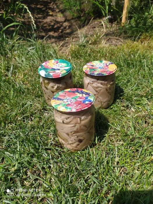 Грибы маринованные вешенка