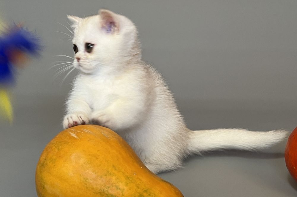 Дівчинка манчкін