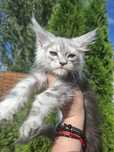 Cudna koteczka Maine Coon