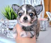 Zjawiskowa piękność Caladia dziewczynka Chihuahua