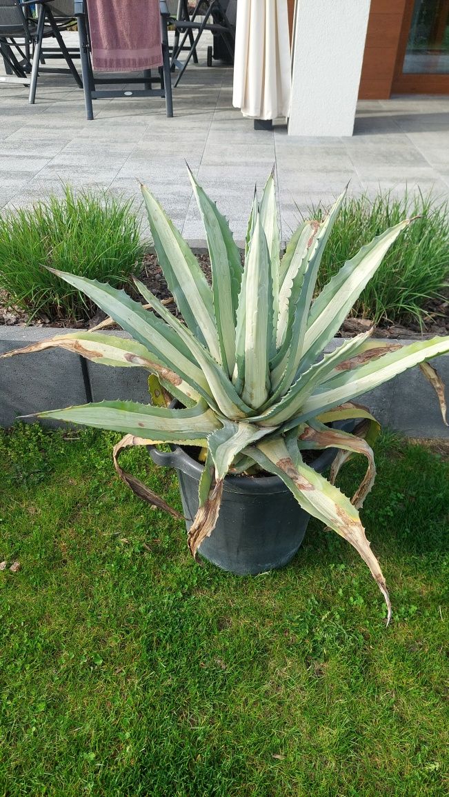 Agave medio-picta alba agawa bardzo duża odmiana kolekcjonerska