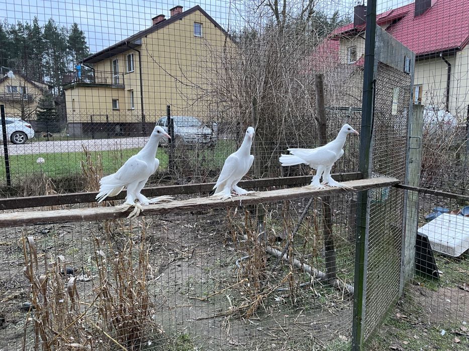 Sprzedam gołębie bociany