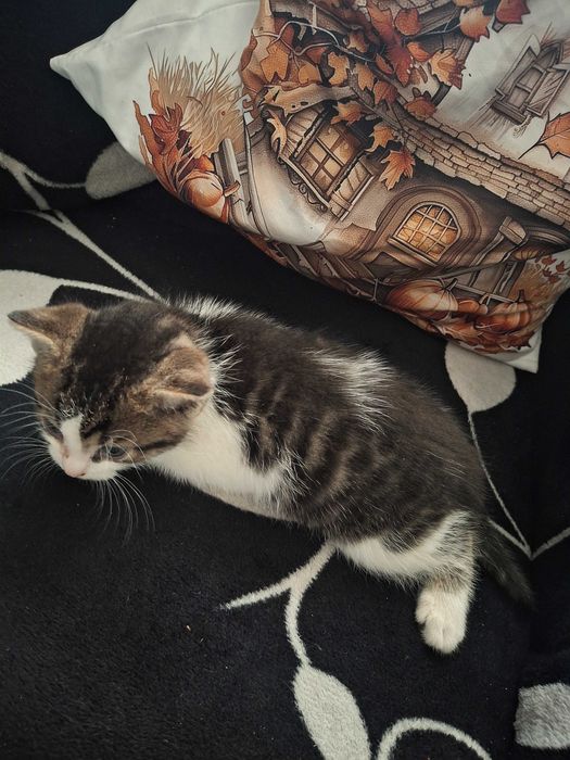 Oddam kotka w dobre ręce