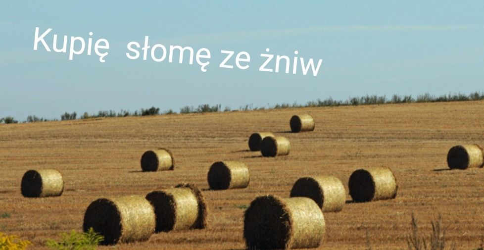 Słoma z pola ze żniw 2023