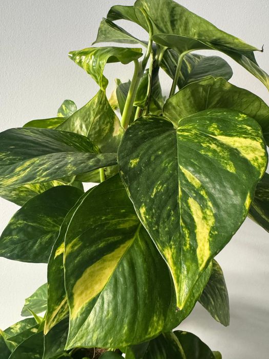 Epipremnum grande – 60 cm, saudável e bem desenvolvido