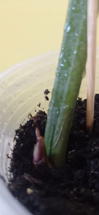 Філодендрон Карамель. Марбл Пінк