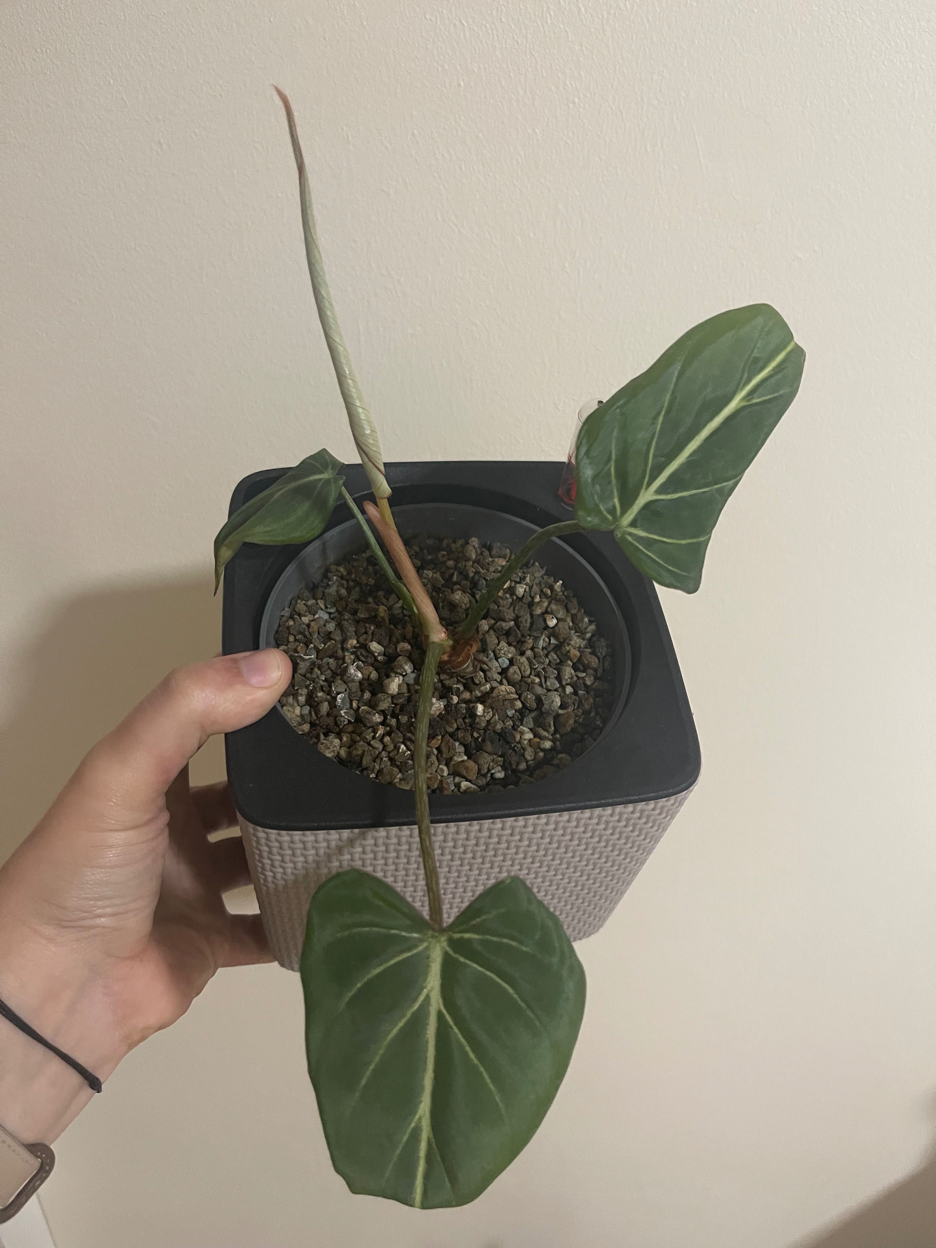 Philodendron Gloriosum Dark Form