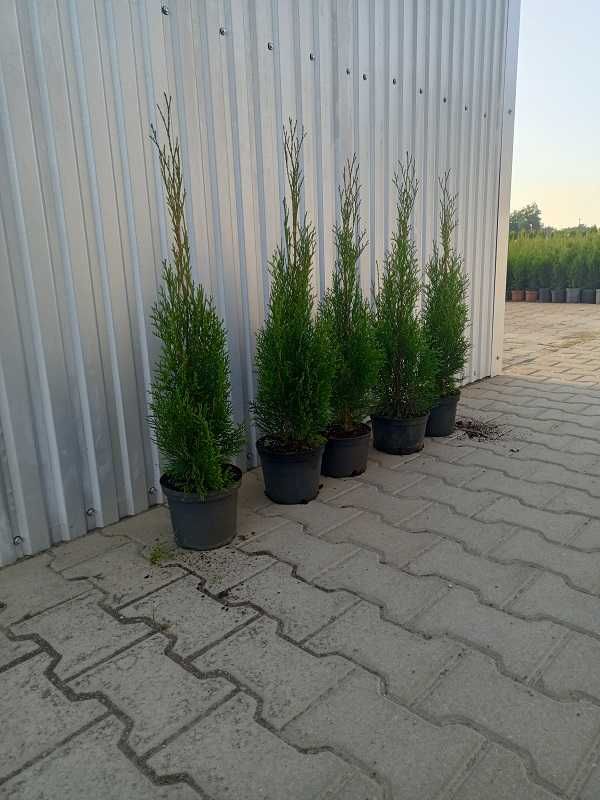 Tuja thuja szmaragd 70cm