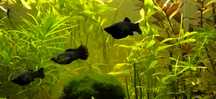 Molinezja czarna Black Molly