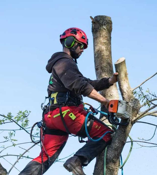 Przycinka drzew - usługi arborystyka - wycinka i pielęgnacja drzew