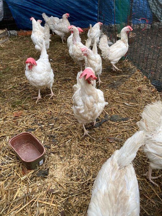 Kury nioski już z jajkiem M,L