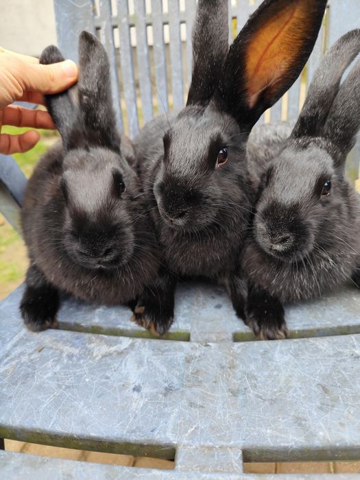 Кролі, кролики м'ясних порід