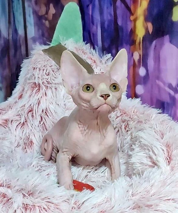 Канадський сфінкс хлопчик Джокер