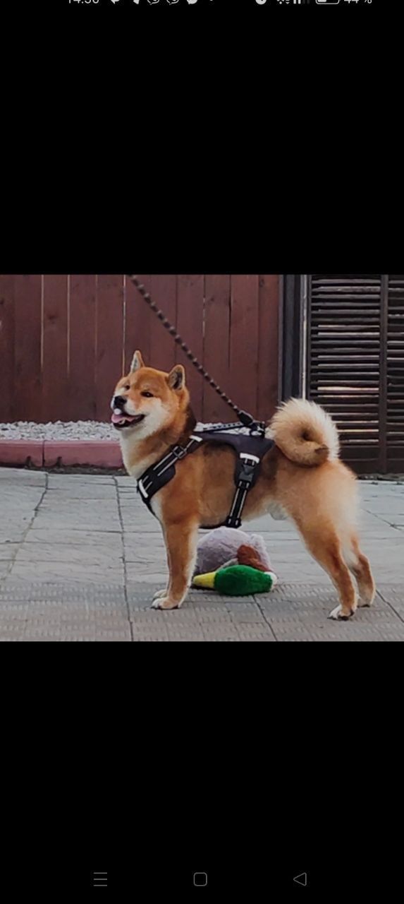 Шиба Ину,Сіба Іну(Shiba·inu) 21месяц