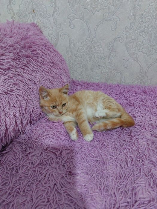 Віддамо грайливих кошенят