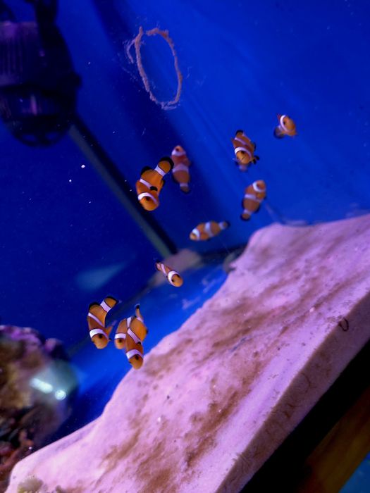 Amphirion ocellaris- Błazenek-akwarium morskie