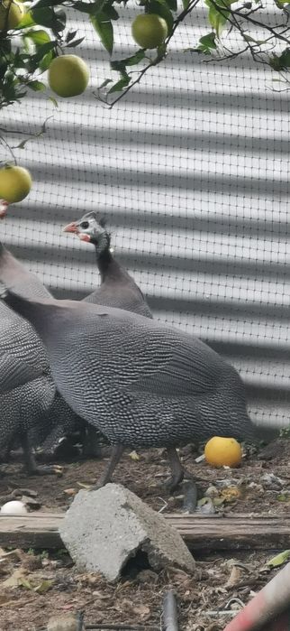 Fracas/galinhas de Angola