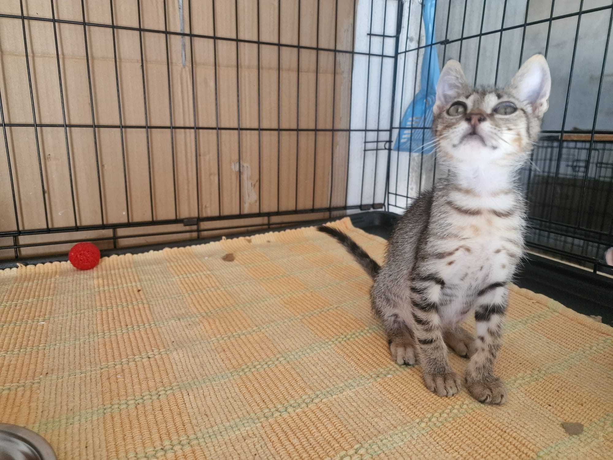 Gatinhos bebés para adoção consciente