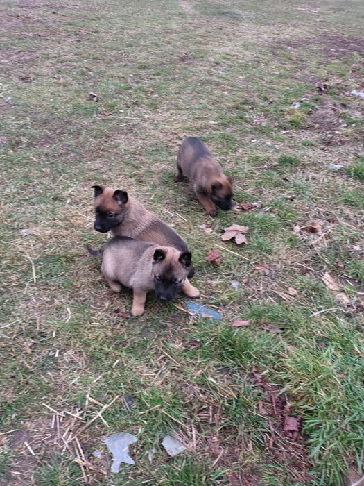 Owczarek Belgijski Malinois