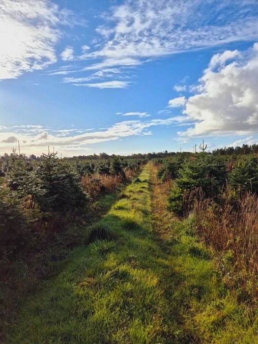 Jodła Kaukaska Cięta 300-400 cm lub w donicy 100-180 cm/ TuChoinki.pl