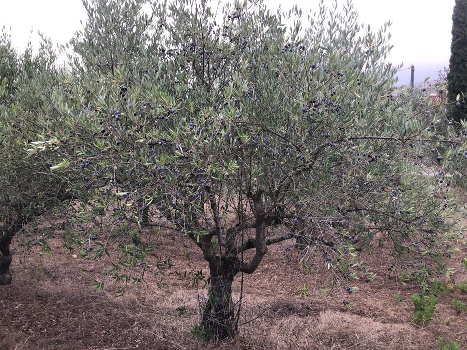 Vendo oliveiras galegas