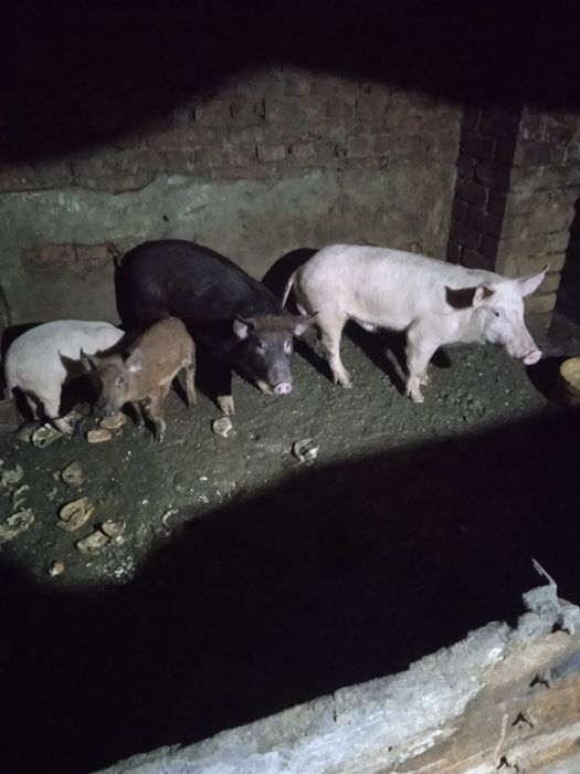 Поросята мясна сальна порода