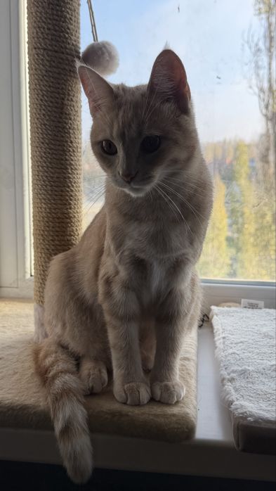 Віддам виховану дівчинку в добрі руки)