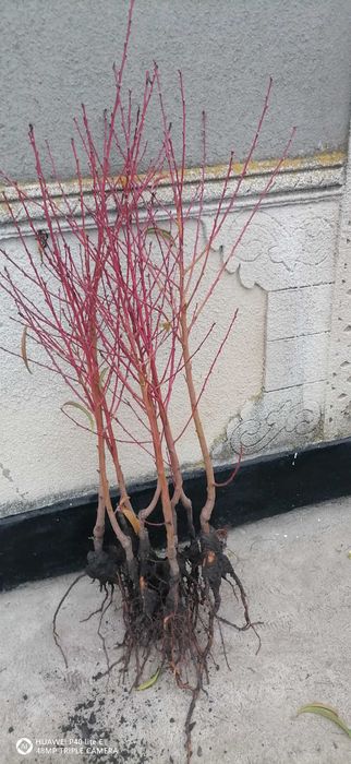 Саженці плодових