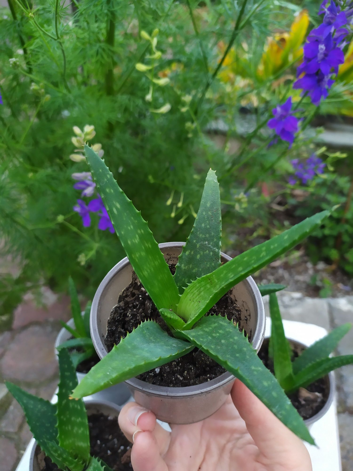 алое плямиста макулата Maculata