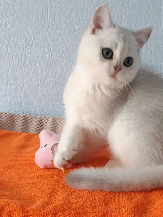 Шикарний котик чекає маму