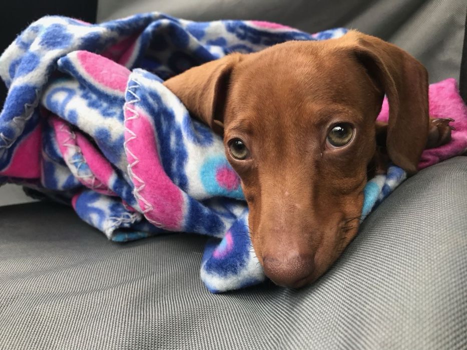 Rudy Piesek z Czekoladowym Nosem - Jamnik Krótkowłosy