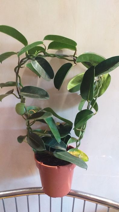 Мадагаскарский жасмин,стефанотис.