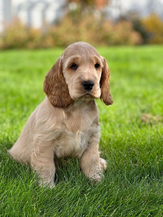 Дівчинка кокер-спаніель, 2 місяці, ніжна та дуже соціалізована