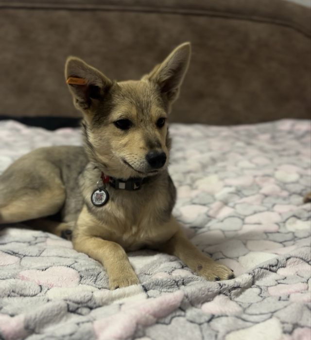 Дівчика стерелізована 6 місяців 6,5 кг білешн вже не буде