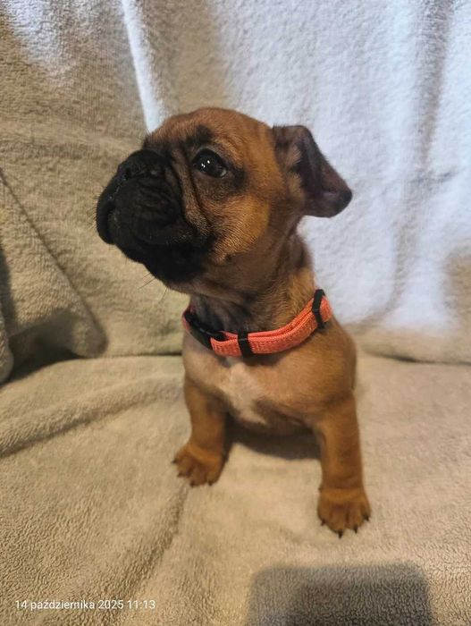 Buldog francuski , SUCZKA